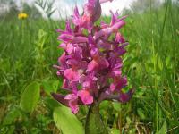 prstnatec bezový.jpg prstnatec bezový.jpg